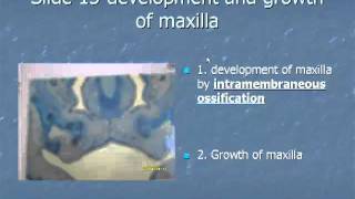 Slide 15 Development and growth of maxilla [upl. by Hawker]