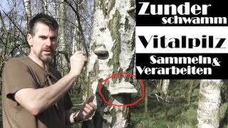 Zunderschwamm  Vitalpilz  Bedeutung und Anwendung [upl. by Ody100]