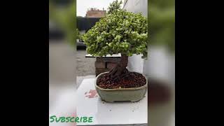 Jade plant  jade bonsai creative ideas  indor plantation ideas [upl. by Etteraj]