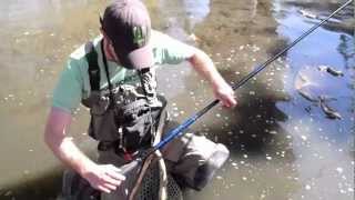 Urban Carp fishing with Tenkara Guides [upl. by Lilas]