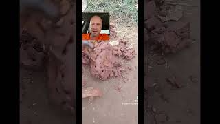 A Tribe Extracting Termites Reaction Video termites natureshorts [upl. by Akilak30]