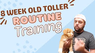 8 Week Old Nova Scotia Duck Tolling Retriever Puppy TrainingRoutine [upl. by Giselle]