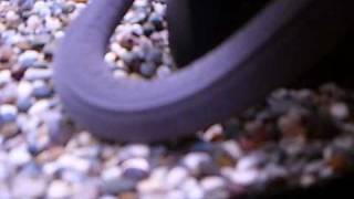 Caecilian Breeding [upl. by Annais]