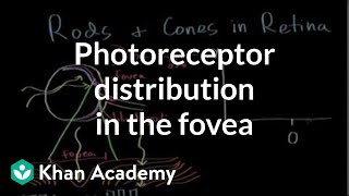 Photoreceptor distribution in the fovea  Processing the Environment  MCAT  Khan Academy [upl. by Marvella]