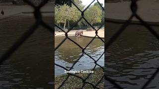 Zoológico de Curitiba [upl. by Sulohcin]