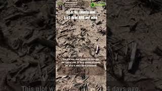 Lets Compare Herbicide Rates for Post Emergence Weed Control farming agriculture shorts [upl. by Lindo]