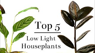 Top 5 Low Light Houseplants [upl. by Elik]