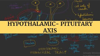 Hypothalamic Pituitary axis I Endocrine Physiology [upl. by Bigg]