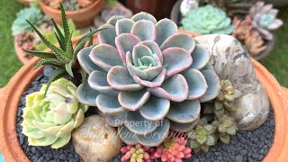 Pachyveria Orpet Arrangement [upl. by Michal683]