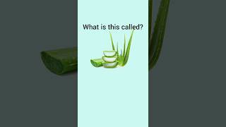 Can you name these Common Indian Herbs dailyenglish english visualvocabulary learnenglish [upl. by Dlaner]