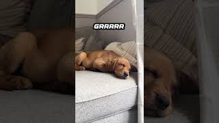 He is having a RUFF Dream labrador puppy napping [upl. by Orvil]