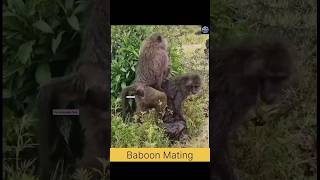 Baboons Love shorts love [upl. by Annenn778]