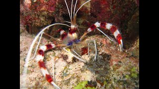 marine aquarium fish collecting [upl. by Halludba]