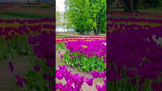 Morges Tulip Festival 2024 Switzerland  Beautiful Places [upl. by Hairam]