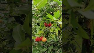 Acerola cherry in our farm  അസ്റോള ചെറി🍒🍒🍒 [upl. by Assenav604]