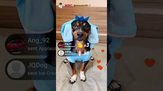 ✅ Pinscher na Live NPC 😂 pinscher npc livetiktok filhotes doguinho [upl. by Nahor]