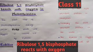 Ribulose 15 bisphosphatepart 1Class 11Chapter 13easy discussion [upl. by Shute]