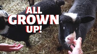 HOW DID THEY DO Final Results for the December Lambing Group Vlog 249 [upl. by Alyahsal]