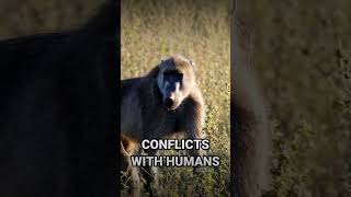 THE DARK TRUTH ABOUT BABOONS baboon monkey wildlife [upl. by Anelav]