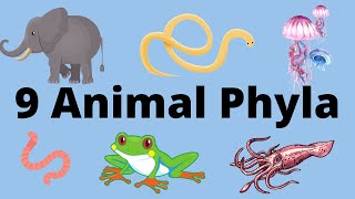 9 Main Animal Phyla [upl. by Fricke493]