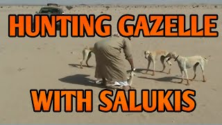 Hunting Gazelles with Salukis in Arabia  Running Dogs [upl. by Derriey]