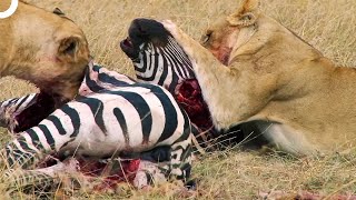 There is Never Any Escape from the Lion The Zebra Hunt of Wild Lions  Animal Armory Episode 3 [upl. by Festus]