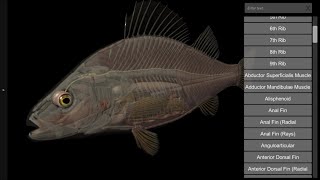 3D Fish Anatomy Software for Mobile devices [upl. by Anaibaf]