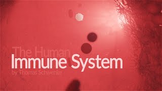 Human Immune System  How it works Animation [upl. by Delaine695]