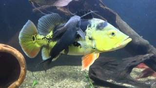 Featherfin Catfish Cleaning Peacock Bass [upl. by Eeluj]