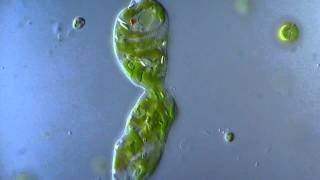 Euglena in division  microscope 1000x [upl. by Anaujnas643]