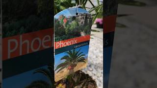 Phönix Dattel Palme Phoenix canariensis statt 2499 um 1873 Euro mit BILLA 25 Rabatt Pickerl [upl. by Asseret450]