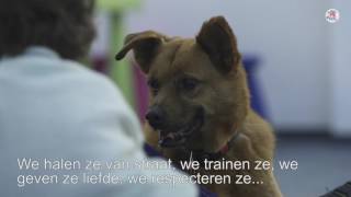 Preview VIER VOETERS documentaire Onze helden [upl. by Yednil]