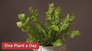 Asplenium nidus Houseplant Care — 171 of 365 [upl. by Ayikin]