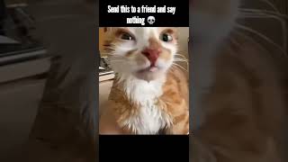 What did I say no drinking milk cat funny memes [upl. by Halilak]