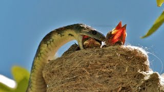 AMAZING WILDLIFE ENCOUNTER Tiger Snake eats Willie Wagtails [upl. by Sonja]