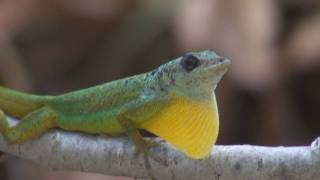 Barbados Anole Anolis Extremus [upl. by Ytsirhc]