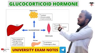 Glucocorticoids  Cortisol  Adrenal Hormone  Endocrine Physiology [upl. by Neerhtak]