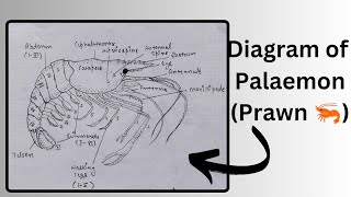 How to draw a diagram of Palaemon the prawn 🦐  easy diagram of Prawn  bharti333 [upl. by Harrietta]