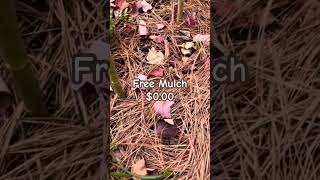 Free Pine Needle Mulch  Zone 7b fallgarden raisedbeds [upl. by Gabriel263]