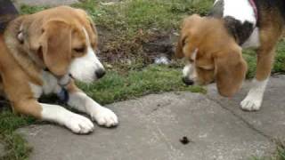 2 beagles howling at a bumble bee [upl. by Serge554]