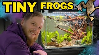 Setting up an EPIC aquarium for African dwarf frogs [upl. by Atterbury]