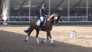 Hengstparade Warendorf 2017 mit ALL MUSIC BLICKFANG und CAPTAIN JACK [upl. by Ferino842]