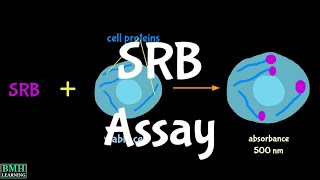 Sulforhodamine B Assay  SRB Assay [upl. by Balsam]