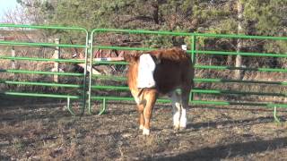 2014 Full Fleckvieh Heifer Sale [upl. by Leff]