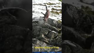 Markhor Falling rock  Wild goat falling rock wildanimal wildlife wildanimalworlds shortsfeed [upl. by Enelra]