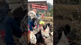 Exchequer Leghorn Our most intelligent chicken breed chickens hühner gallinas farming huhn [upl. by Ilyssa]