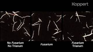 Fusarium Control with Trichoderma harzianum T22 Trianum in Maize [upl. by Whitaker]