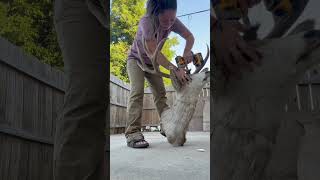 Removing antlers off this deer 🦌 taxidermy [upl. by Adnoluy423]