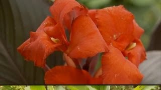 Storing Cannas and Bulb Flowers in Winter [upl. by Chancelor]