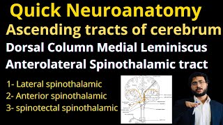 Quick  Ascending tracts of cerebrum  Dorsal Column Medial Lemniscus  Anterolateral spinothalamic [upl. by Pratte]